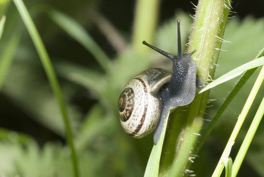 A single snail crawling up a plant stalk