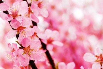 Abstract pink plum blossom