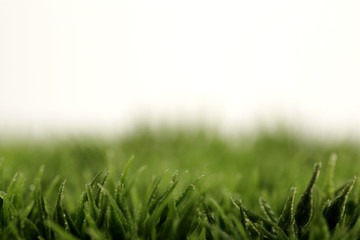 Obraz premium closeup of green grass with water drops