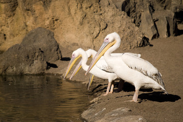 Pelicanos