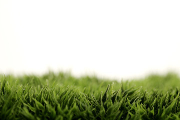closeup of green grass with water drops