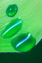 Wassertropfen auf Blatt