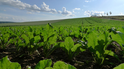 Zuckerrüben Feld