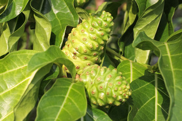 noni