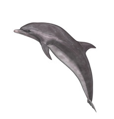 Dolphin