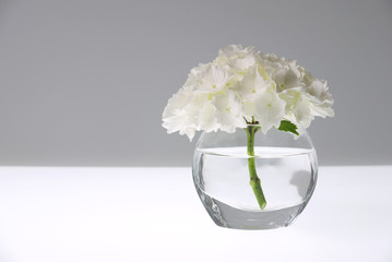 hydrangea