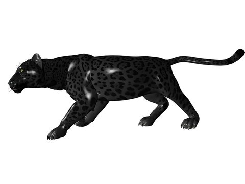 Stalking black panther