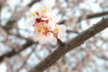 Almond tree pink flowers.
