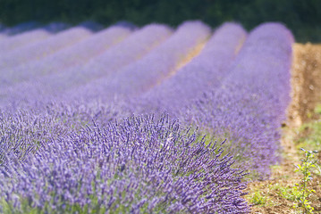 Provance lavander field