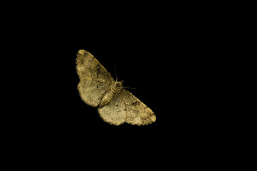 Nachtfalter klebt am Fenster