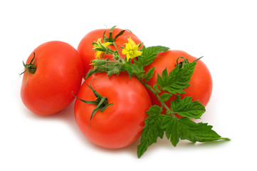 bio fresh tomatoes on white background