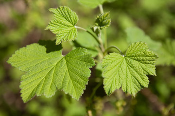 Cloesupof green leaves