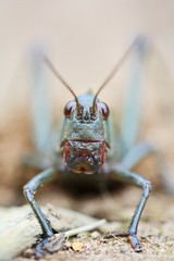 Grasshopper