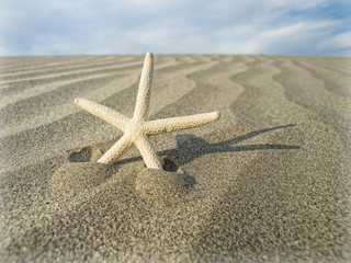 starfish
