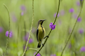 Sun Bird