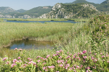 Dalyan Wetland Turkey