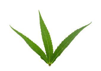 canabis leaf on white background
