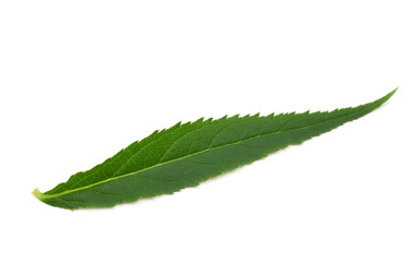 canabis leaf on white background