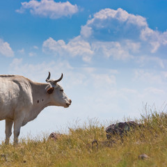 White cow on hill feeding