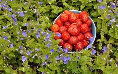 Tasty strawberries and wild flowers