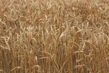 champs de blé