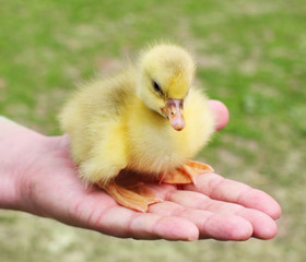 gosling on hand