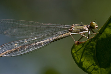 Libelle Seitenansicht