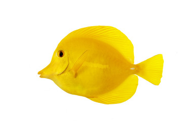 Yellow Tang