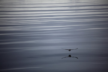 Vogel am Meer