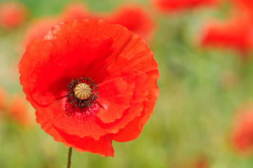 Perfect Red Poppy
