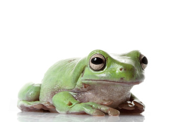 White¡¯s Tree Frog