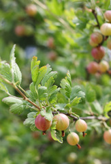 Stachelbeeren