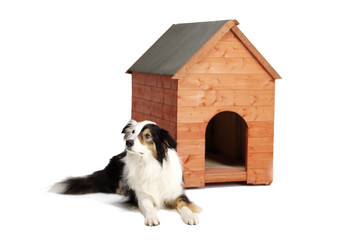 Attentive border collie and her home 2