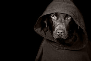 Sinister Looking Dog in Hooded Top