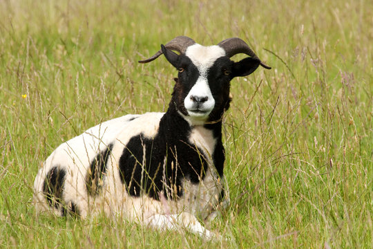Arrogant Jacob Ewe lying in spring grass
