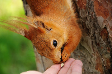 Squirrel Portrait