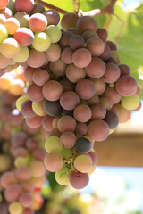 Grapes on the vine