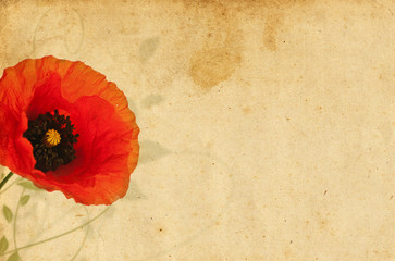 Fototapeta premium graphisme, floral design coquelicot sur vieux papyrus