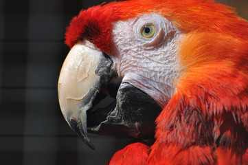 Der feuerrote Papageienkopf: exotisches im Seitenprovil, die Nahaufnahme  des Aravogels.