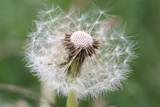 Pusteblume