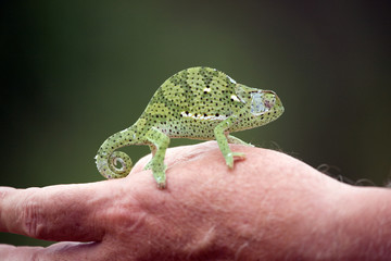 Chamäleon