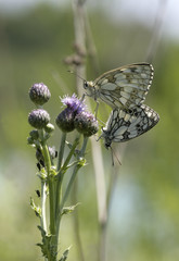 Accouplement de papillons