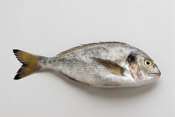 Orata - Sparus auratus
