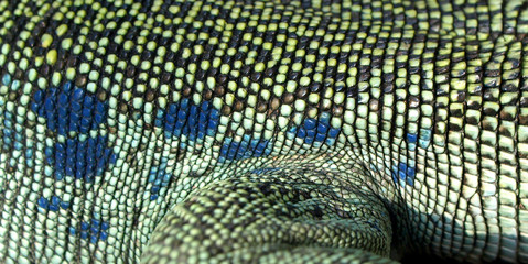 Leguan - Detail