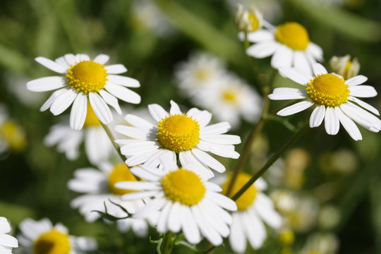 Kamillenbl&uuml;ten