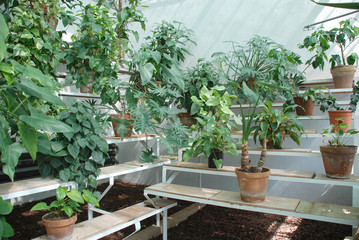 Hot House Plants on Benches