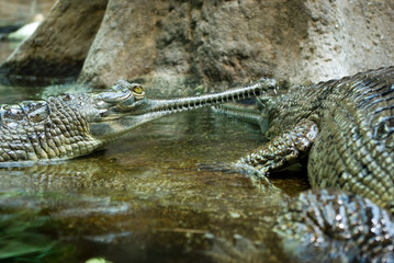 Gharials (gavials)