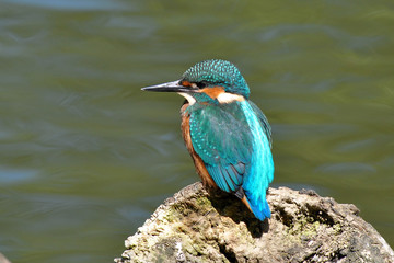 beautiful kingfisher