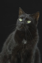 Sitting black cat on the black background