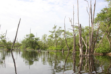 bigipan suriname swamp dead trees